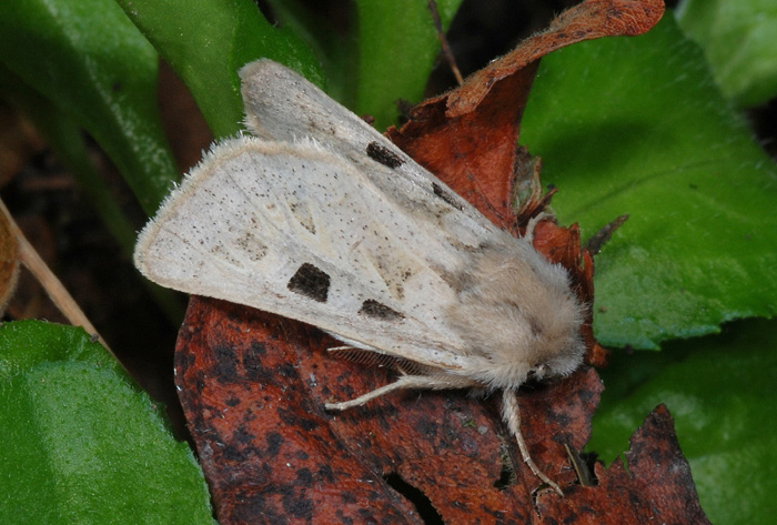 Noctuidae  poco comune